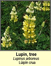 Lupin, tree (Lipn crua)