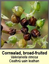 Cornsalad, broad-fruited