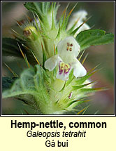 hemp-nettle,common (ga buí)