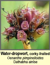 Water-dropwort, corky-fruited 