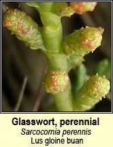 Glasswort, perennial