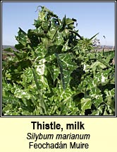 Thistle, milk