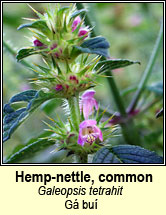 hemp-nettle,common (ga bu)