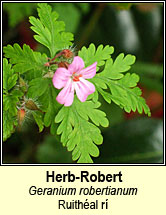 herb robert (ruithal r)