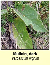 Mullein, dark