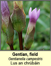 Gentian, field, Gentianella campestris