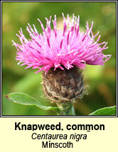 knapweed,common (mínscoth)