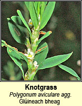 knotgrass (glúineach bheag)