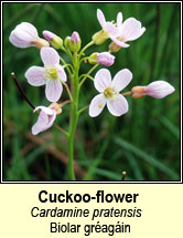cuckoo-flower  (biolar gréagáin)