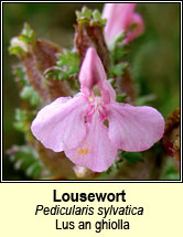 lousewort (lus an ghiolla)