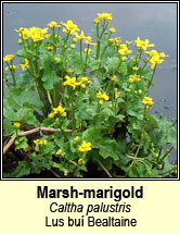 marsh-marigold (lus bu Beltaine)