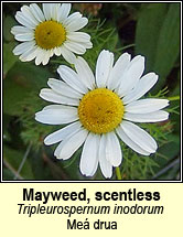 mayweed,scentless (me drua)