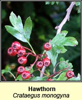 Hawthorn (Scaech gheal)