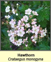 Hawthorn (Scaech gheal)