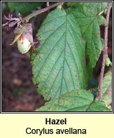 Hazel (Coll)