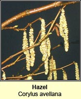 Hazel (Coll)