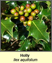 Holly (Cuileann)