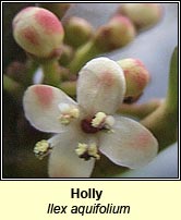 Holly (Cuileann)