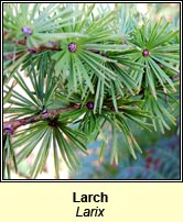 Larch