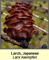 Larch