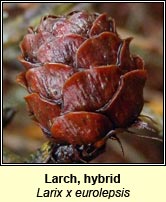 Larch