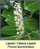 Laurel (Labhras silíní)