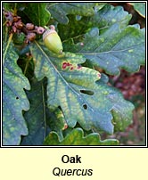 Oak