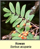 Rowan