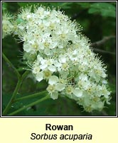 Rowan