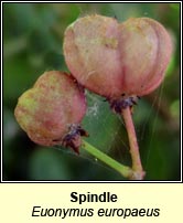 Spindle (Feoras)