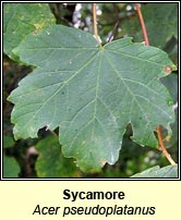 Sycamore