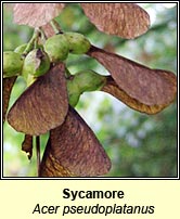 Sycamore