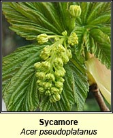 Sycamore