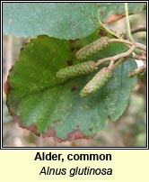 Alder,common