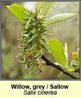 Willow,grey sallow