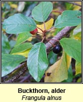Buckthorn,alder