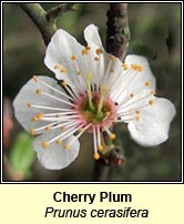 Cherry Plum