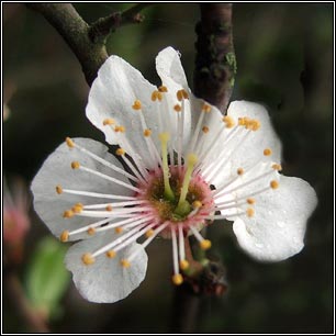 Cherry Plum, Prunus cerasifera