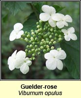 Guelder-rose (Coar chon)