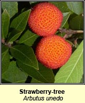 Strawberry-tree (Caithne)