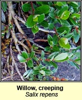 Willow,creeping (Saileach reatha)