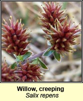 Willow,creeping (Saileach reatha)