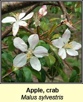 Apple,crab