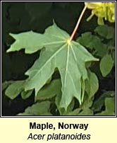 Maple,norway