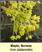 Maple,norway