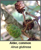 Alder,common