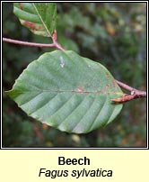 Beech