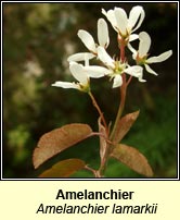 Amelanchier