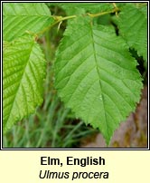 Elm, English