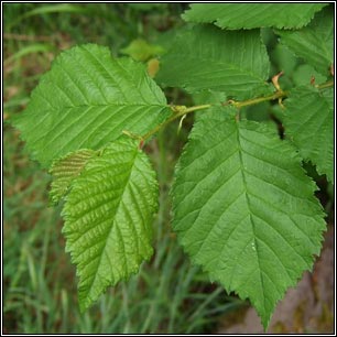 English Elm, Ulmus procera